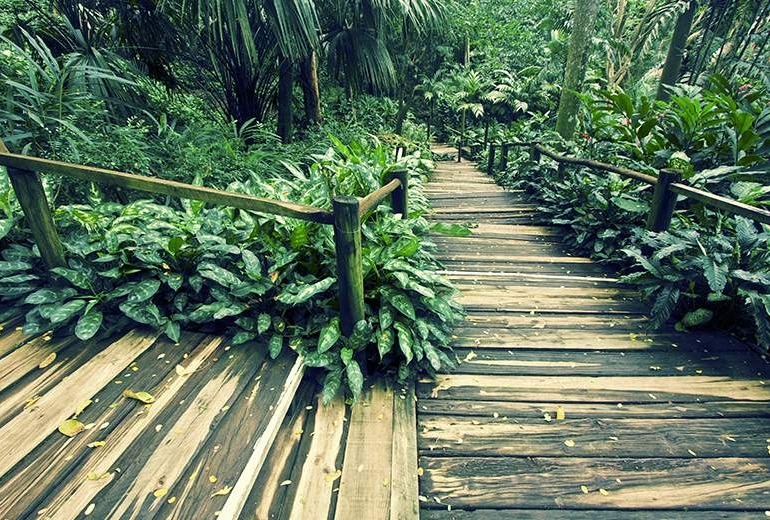 Botanical and scenic tour of Viseisei, Fiji.