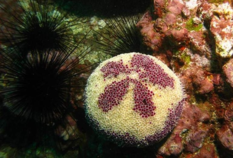 SCUBA diving tour of the Marquesan Island of Hapatoni.