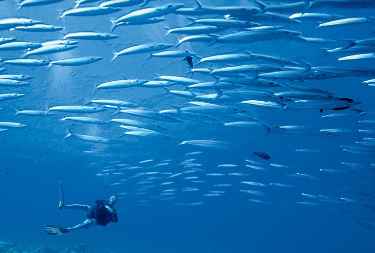 A man looks up at a school of fish swimming overtop of him while on SCUBA diving on one our our luxury South Pacific cruises.