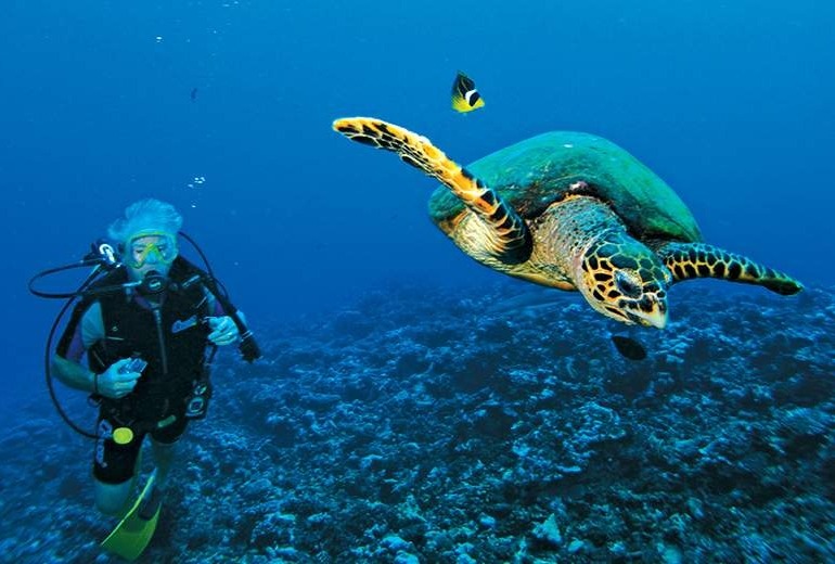 Discover the marine life of Aitutaki.