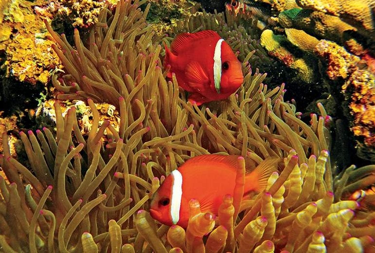 Snorkel tour of Beqa Lagoon in Suva, Fiji.