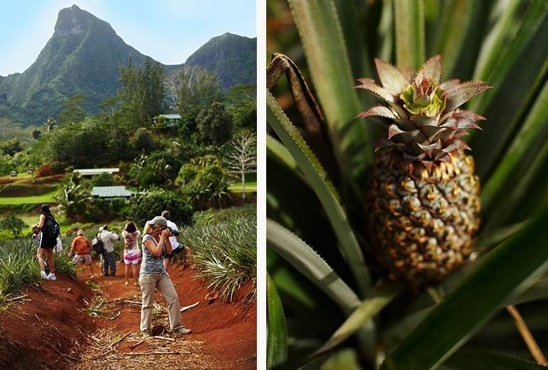 Guided photography tour of Moorea