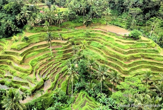 Ubud terraced landscape near Benoa, Bali, Indonesia