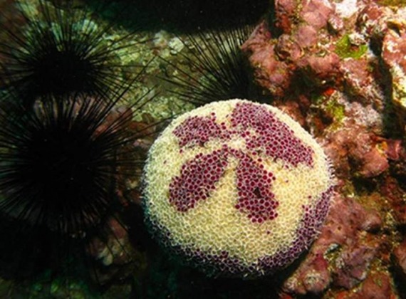 SCUBA diving tour of the Marquesan Island of Hapatoni.