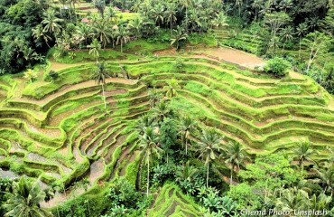 Ubud terraced landscape near Benoa, Bali, Indonesia