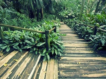 Botanical and scenic tour of Viseisei, Fiji.