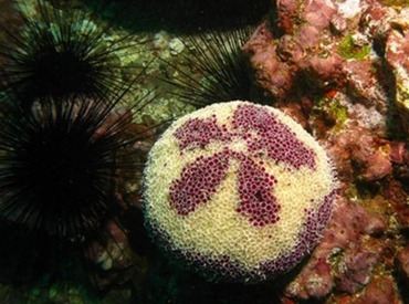 SCUBA diving tour of the Marquesan Island of Hapatoni.