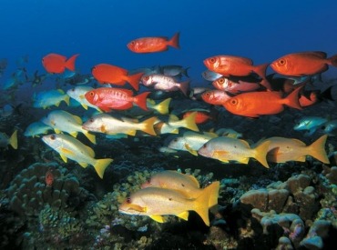 SCUBA diving tour in Savusavu, Fiji.