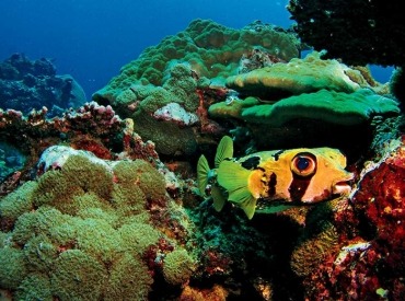 Discover the marine life of Aitutaki.