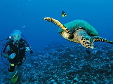 Discover the marine life of Aitutaki.