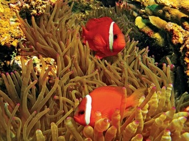 Snorkel tour of Beqa Lagoon in Suva, Fiji.