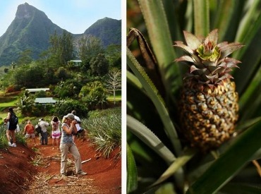 Guided photography tour of Moorea